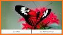Butterfly 3D Live Wallpaper related image