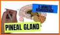 Pineal Gland Pro related image