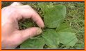 PlantIn: Plant Identification related image