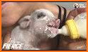 Piggy Rescue related image