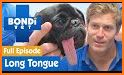 Cute Tongue Pug Keyboard Background related image
