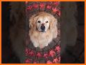 Dog Wallpapers & Puppy Backgrounds related image
