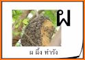 Thai Alphabet Game U related image