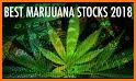 MarijuanaStocks related image
