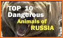 EcoGuide: Russian Wild Mammals related image