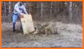 Wolf Rescue related image