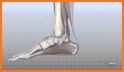 Podiatry 3D related image