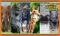 Learn & Play Animals related image