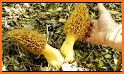 Iowa Mushroom Forager Map Morels Chanterelles related image