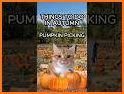 ReS48 - Cute Autumn Cats related image