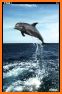 Dolphins HD. Video Wallpaper related image