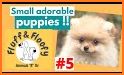 Little Pom Caring - Play with Puppy related image