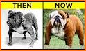 Dog Evolution related image