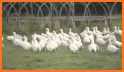 Duck Farm Breeding Game related image