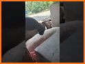 Tricky Pigs related image