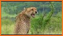 Cheetah Sounds - Best Cheetah Ringtones related image