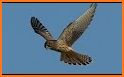 Falcon Fly related image