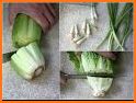 tips cara menanam selada hidroponik yang sederhana related image