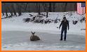 Funny Deer Rescue related image