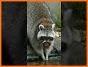 Real Raccoon Silmulator 2021 related image