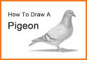 Art Pigeon related image