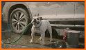 Spot Wash Car and Dog Wash related image
