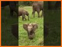 Elephant Safe Driver related image
