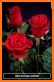 Flowers and Roses Live Wallpaper Gif related image