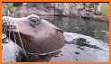 Zoo Guardians related image
