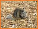 Kila: The Squirrel and the Rabbit related image