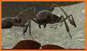 Spider Nest Simulator - insect and 3d animal game related image