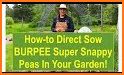 Burpee WHEN-To-Garden related image