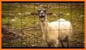 MLG Screaming Goat Button related image