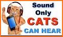 Cat Sounds related image