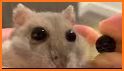 Hamster Biter related image