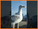 Seagulls Can't Fly? related image