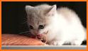 White Kitten Theme related image