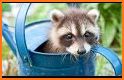 Baby Raccoon related image