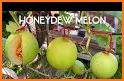 Honeydew melon related image