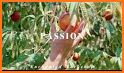 Passion--Live Chat with People related image