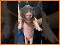 Cute Piglet Escape - A2Z related image