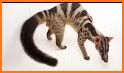 Banded Palm Civet related image