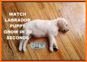 Labrador Puppy Day Care related image