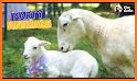 Sheep Family Rescue related image