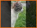 GingerMKS7 related image