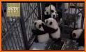 Bashful Panda Escape related image