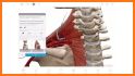 Muscle Premium - Human Anatomy, Kinesiology, Bones related image