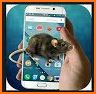 3D Rat on Screen Live Wallpaper & Prank Launcher related image