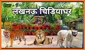 Zoo Lucknow related image