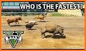Animals Race related image
